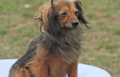 agility table jardin d'arcos