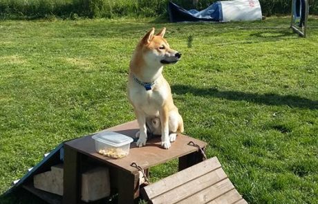 cours éducation canine lyon