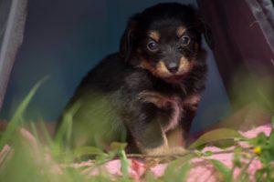 femelle noire chiot disponible