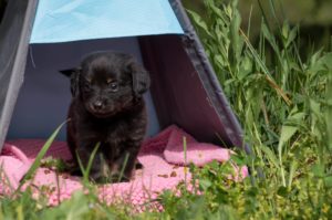 male noir chiot disponible male noir chiot disponible