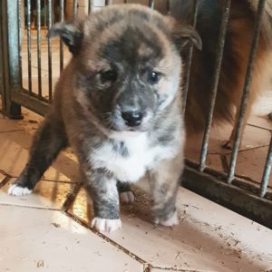 shiba bringé shiba bringé