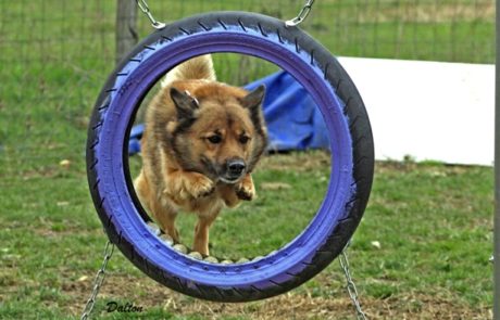 cours éducation canine, agility chiens lyon élevage du jardin d'arcos