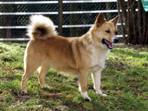 Berger Dislande Trouvez Votre Chiot Auprès De Notre