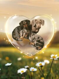 V'Aïkal , Wooper et leur fille