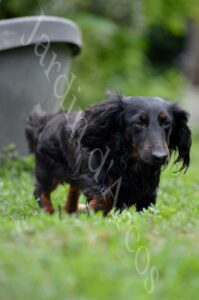 filigrane Phot (141)