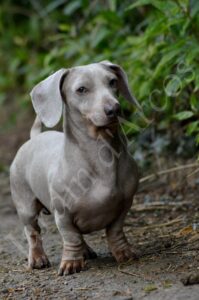 filigrane Phot(591)