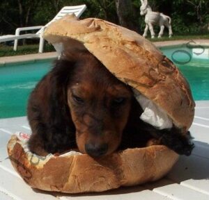 filigrane hot dog 1